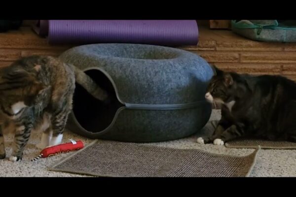 �😂�✅Cat Tunnel Bed Donut Review ♥| Our Cat Won't Stop Fighting Over This.