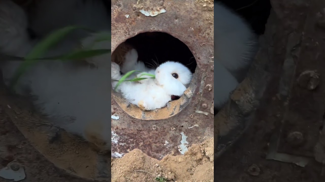 Bunny Bomb Shelter #shorts #bunny #cuteanimals