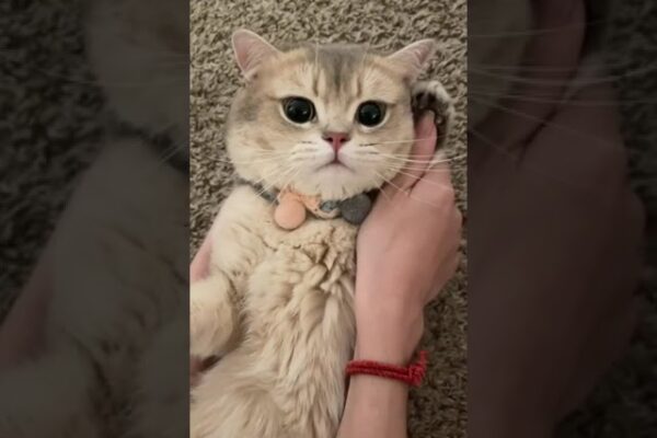 🐱🐾Hello? #shorts #funnycats #cutecat