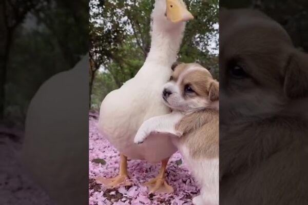 Pups & Ducks #shorts #cuteanimals #animalshorts