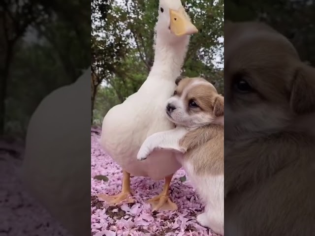 Pups & Ducks #shorts #cuteanimals #animalshorts