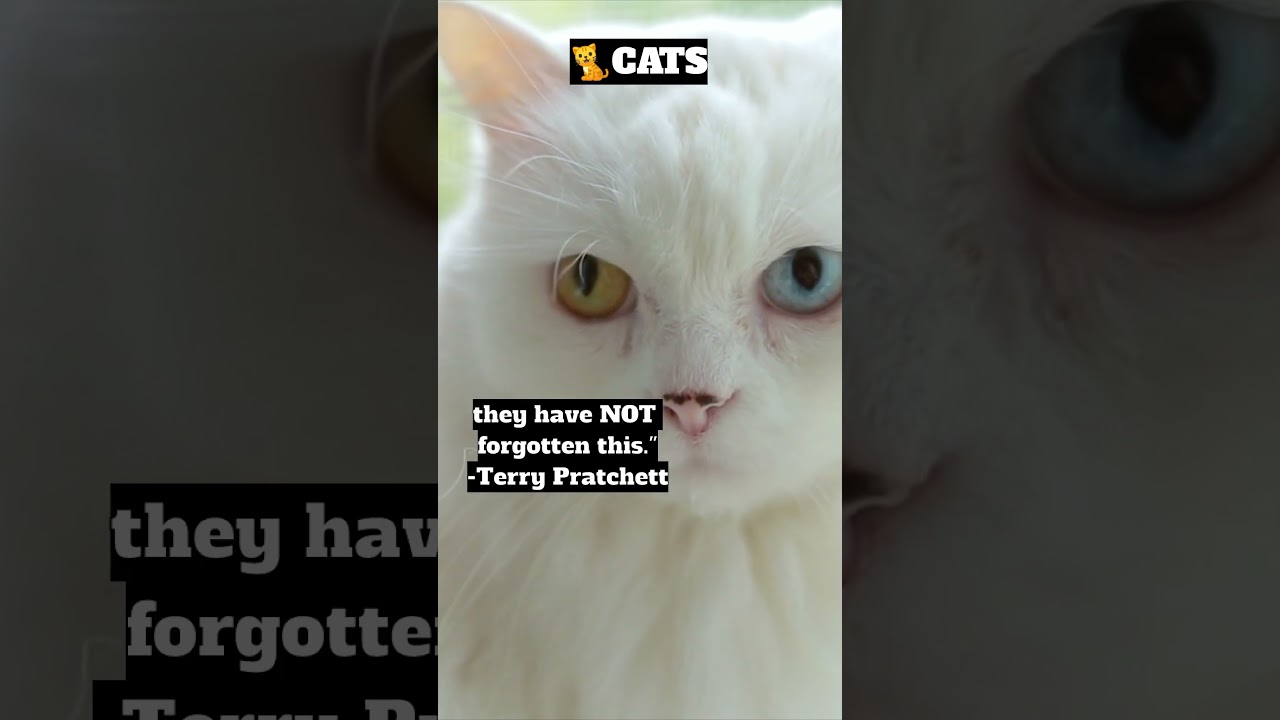 Cat Quotes #shorts #funnycats #catquotes