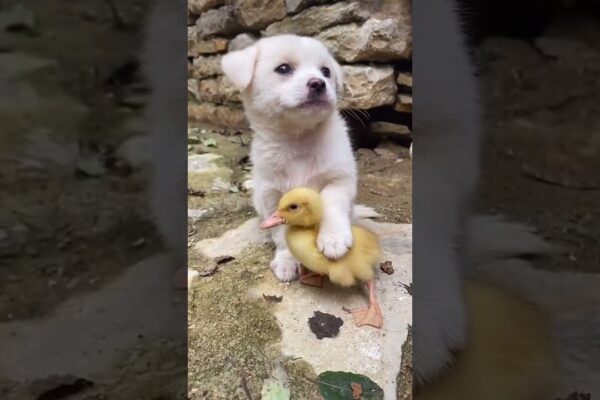 Cuteness Overload #shorts #cuteanimals #puppy