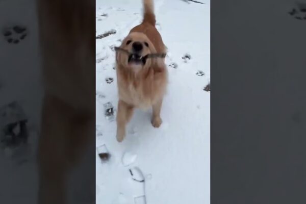 Pure Joy! #shorts #dogshorts #dog