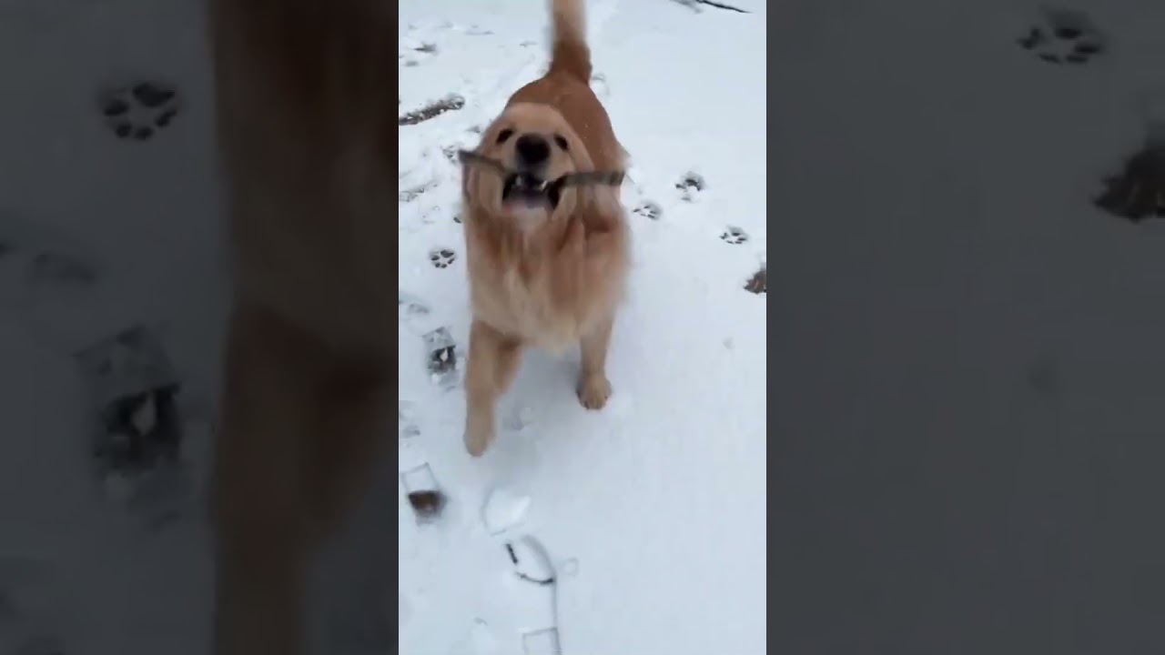 Pure Joy! #shorts #dogshorts #dog